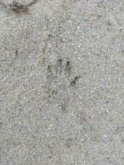 Herpestes pulverulentus