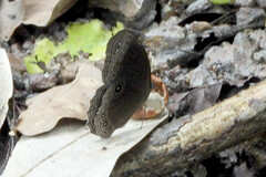 Ethope himachala