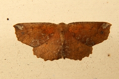 Xyridacma ustaria