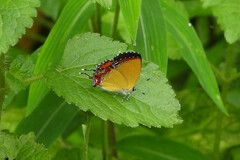 Heliophorus