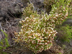 Erica imbricata