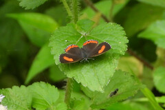 Heliophorus