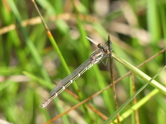 Austrolestes annulosus