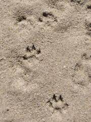 Herpestes pulverulentus