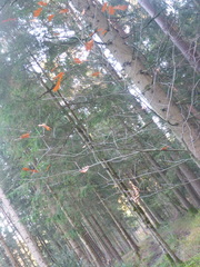 Quercus rubra