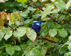 Malurus splendens splendens