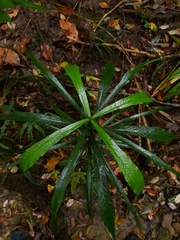 Atractocarpus chartaceus