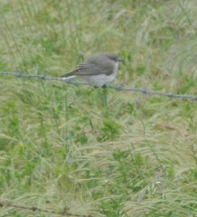 Microeca fascinans