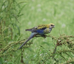 Platycercus adscitus