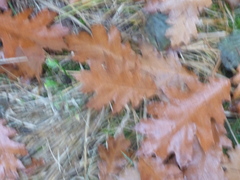 Quercus rubra