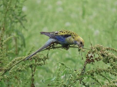 Platycercus adscitus