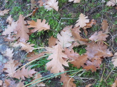 Quercus rubra