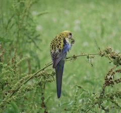 Platycercus adscitus