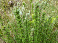 Cliffortia stricta