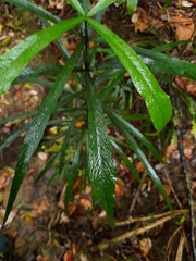 Atractocarpus chartaceus