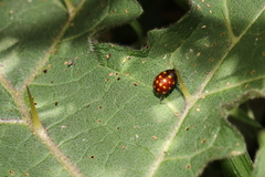 Chrysolina vigintimaculata