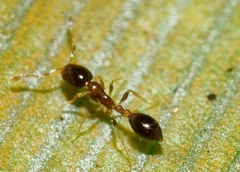 Monomorium floricola