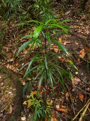 Atractocarpus chartaceus