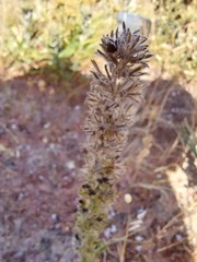 Aspalathus alopecurus