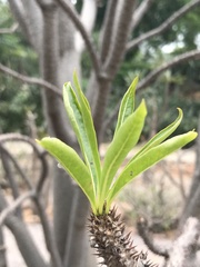 Pachypodium