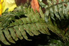 Hymenasplenium