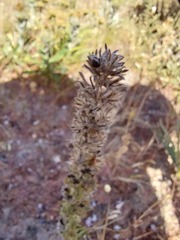 Aspalathus alopecurus