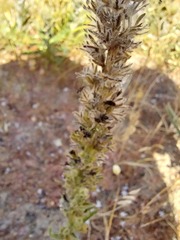 Aspalathus alopecurus