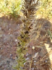 Aspalathus alopecurus