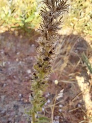 Aspalathus alopecurus