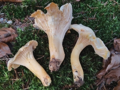 Cantharellus pallens