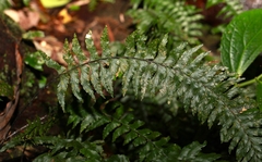Hymenasplenium