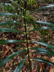 Macrozamia lucida
