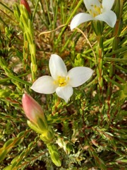 Lachnaea