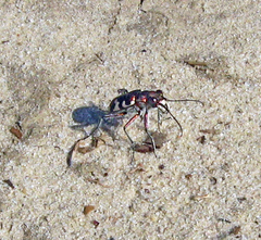 Cicindela hybrida