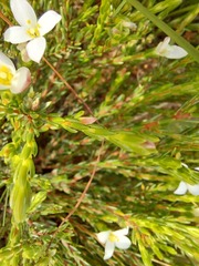 Lachnaea