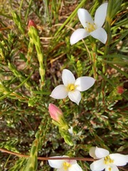 Lachnaea