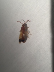 Tricholabiodes