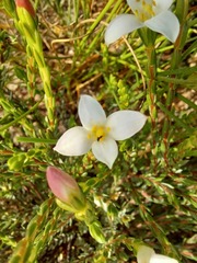 Lachnaea