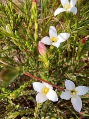 Lachnaea