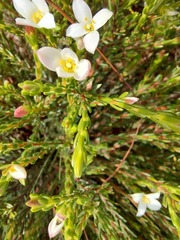 Lachnaea