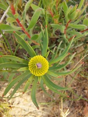 Leucadendron lanigerum lanigerum