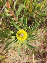 Leucadendron lanigerum lanigerum