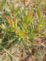 Leucadendron lanigerum lanigerum