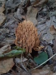 Ramaria stricta