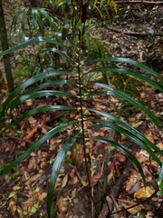 Macrozamia lucida