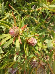 Leucadendron lanigerum lanigerum