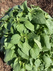 Amaranthus viridis