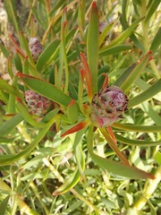 Leucadendron lanigerum lanigerum