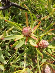 Leucadendron lanigerum lanigerum