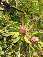 Leucadendron lanigerum lanigerum